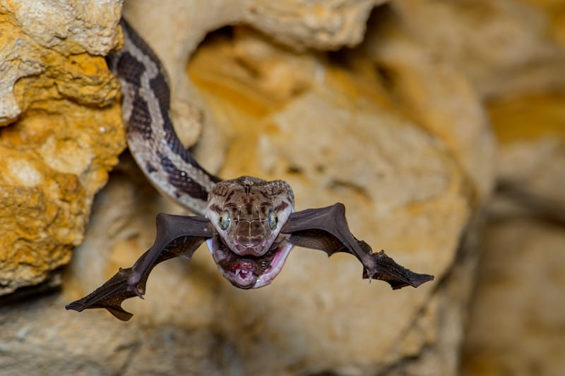 The bat-snatcher by Fernando Constantino Martinez Belmar, winner of the Behaviour: Amphibians and Reptiles category.