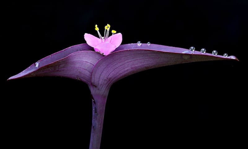 Honourable Mention, Plants and Fungi, Patrick Krohn, US. Dew drops balance on this purple heart flower.
