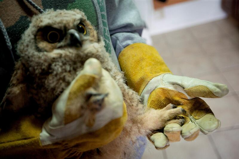 Volunteer Brittany Bugg holds the foot of a juvenile great horned owl at Great Basin Wildlife Rescue in Mapleton, Utah. AP