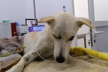 Braveheart is in a critical but stable condition after being found covered in injuries and with a broken spine. Courtesy: Stray Dogs Centre UAQ