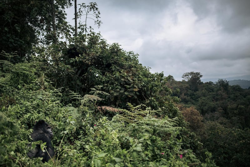 A male Grauer's gorilla, a critically endangered species, rests in the forest of Kahuzi-Biega National Park in northeastern Democratic Republic of Congo, on September 30, 2019. - Since summer 2018, some local communities have started logging in this protected area, threatening gorilla habitat. (Photo by ALEXIS HUGUET / AFP)