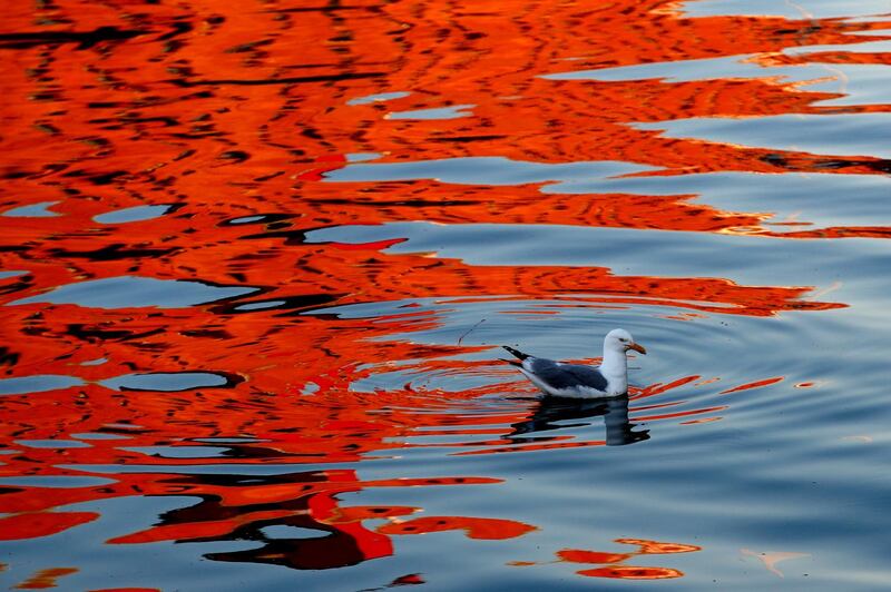 A gull swims in search of its next meal as the reflection of a sunlit building colors the waters of Portland Harbor in Portland, Maine.  AP