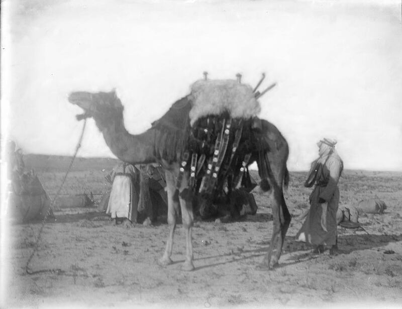 Dhabia (Shakespear’s camel) with Abd al Aziz at Jahra.