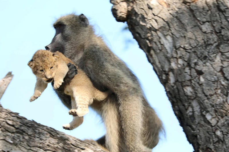 In this photo taken Saturday, Feb. 1, 2020, a male baboon carries a lion cub in a tree in the Kruger National Park, South Africa. The baboon took the little cub into the tree and preened it as if it were his own, said safari ranger Kurt Schultz who said in 20-years he had never seen such behaviour. The fate of the lion cub is unknown. (Photo Kurt Schultz via AP)