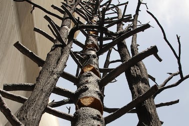 Giuseppe Penone's 'Source of Light' at Ithra.