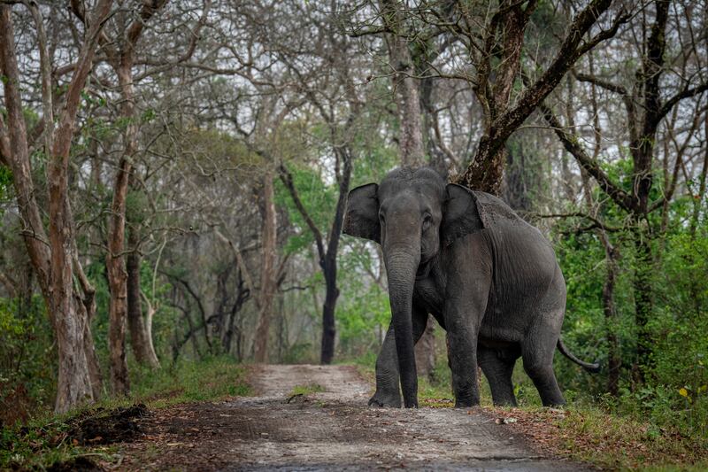 A wild elephant at the Kaziranga national park in the north-eastern state of Assam, India. AP