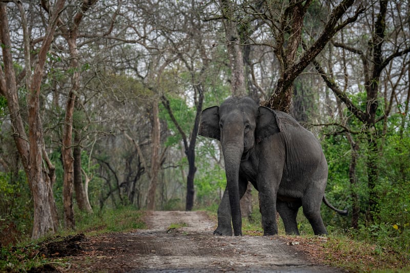 A wild elephant at the Kaziranga national park in the north-eastern state of Assam, India. AP