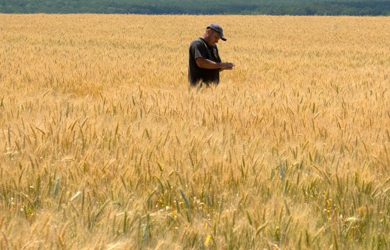 Russian hostilities in Ukraine are preventing grain from leaving the ‘breadbasket of the world’ and making food more expensive across the globe. AP