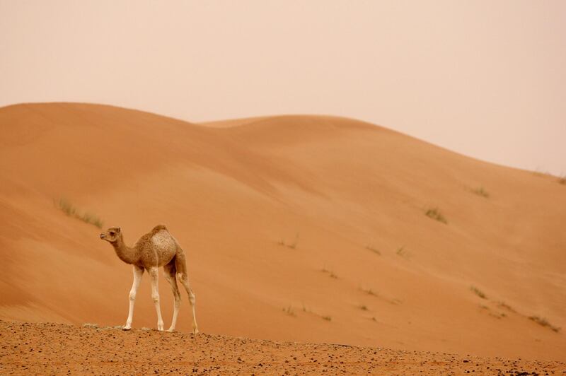 AL AIN, UNITED ARAB EMIRATES - February 12, 2009: A young camel at a farm property in Al Ain.
(Ryan Carter / The National)

Stock *** Local Caption ***  RC007-StockFarm.JPGRC007-StockFarm.JPG