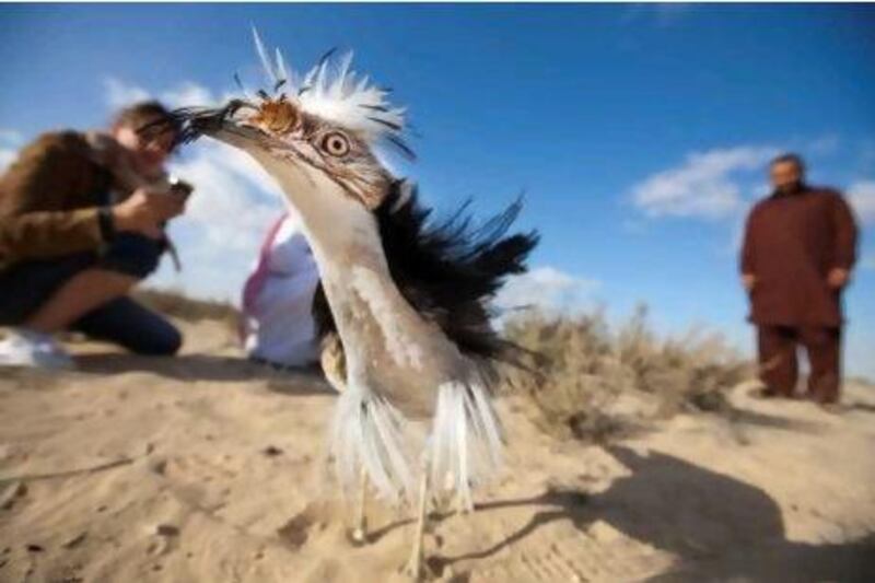 A houbara bird after been released in the wild by UAE rangers and members of the National Avian Research centre.