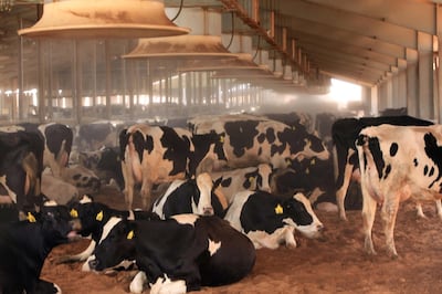 ABU DHABI - 09NOV2010 - Cows get bracing spray of clean and fresh recycled waste water at Al Ain Dairy. Ravindranath K / The National