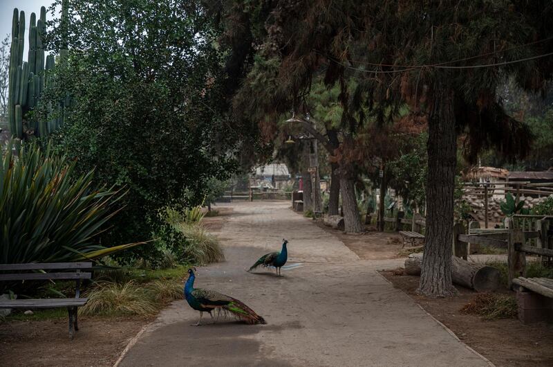Peacocks at a deserted Buin Zoo in Santiago, Chile. The largest private zoo in Chile has started a campaign called Sponsor an Animal to raise money to maintain its wildlife. AP