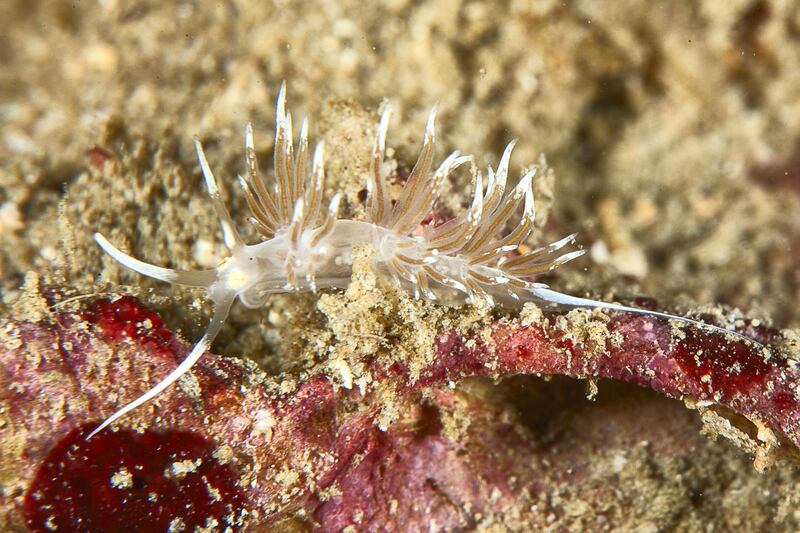 This nudibranch is still a mystery to many scientists with many species yet undiscovered. Courtesy Dragan Petkovic