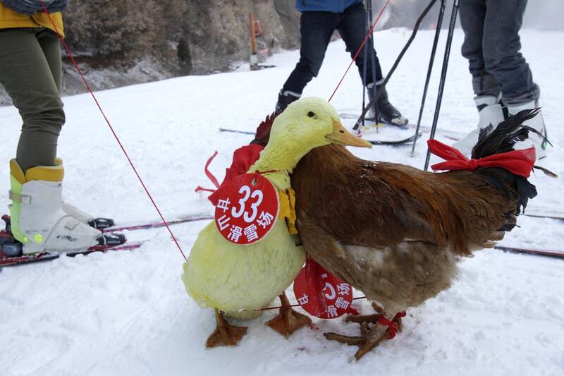 A duck and a chicken compete in a skiing competition held for pets and their owners in Sanmenxia, north China’s Henan province. 