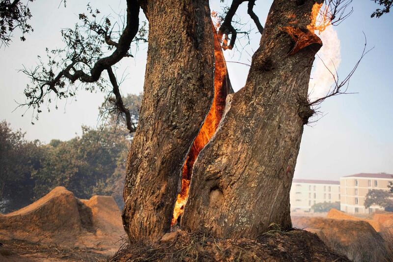 This picture taken in Cape Town on April 18, 2021 shows an old tree burning on the inside  as a forest fire burns out of control on the foothills of Table Mountain, above the University of Cape Town.  / AFP / RODGER BOSCH
