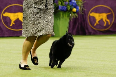 Schipperke "Colton" and its trainer compete in the Best in Show group at the 143rd Westminster Kennel Club Dog Show in New York City, New York, U.S., February 12, 2019. REUTERS/Eduardo Munoz