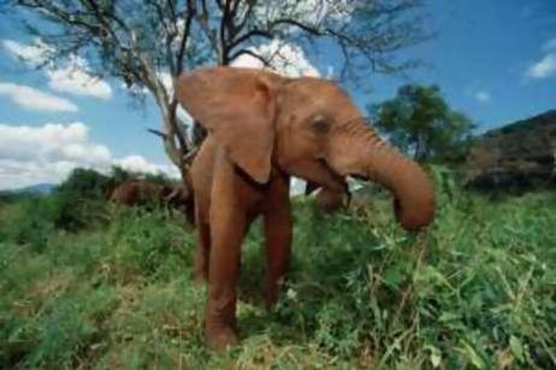 African Elephant (Loxodonta africana), National Park, Kenya
