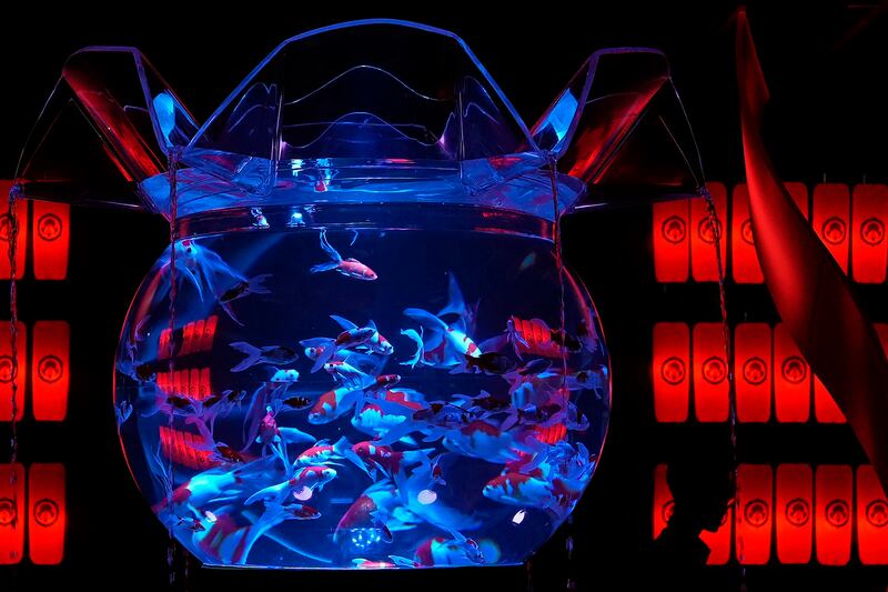 Goldfish swim at Obimai tank during an exhibition called 'Summer Art Aquarium 2024' at a department store in Tokyo. AP