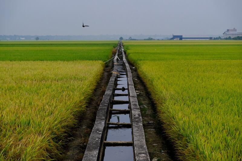 Paddy fields in Malaysia. Many governments are securing their own supplies due to surging food costs. Bloomberg