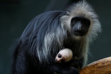 Chinese scientists have implanted human genes in monkeys. Reuters