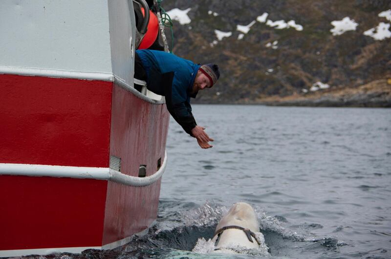 Norwegian fisherman Joar Hesten tries to attract a beluga whale swimming next to his boat to enable them to remove the tight harness.  AP
