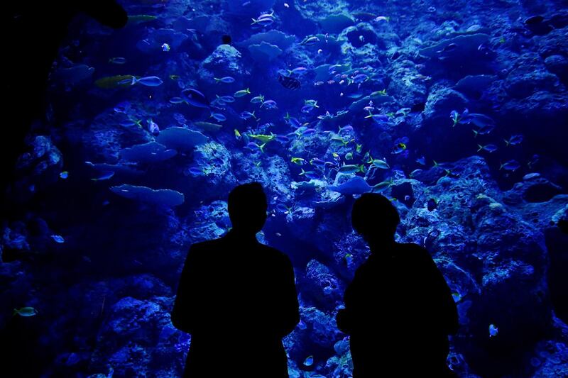 Australian Opposition Leader Bill Shorten looks at fish during press event and tour of Cairns Aquarium in Cairns, Australia.  EPA