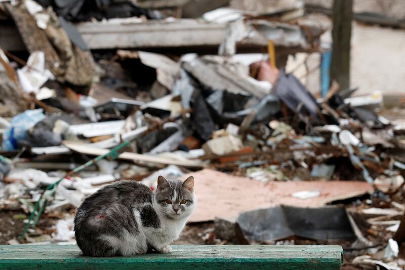 A destroyed apartment block and feline survivor in Bakhmut, Ukraine after a Russian missile strike. Reuters