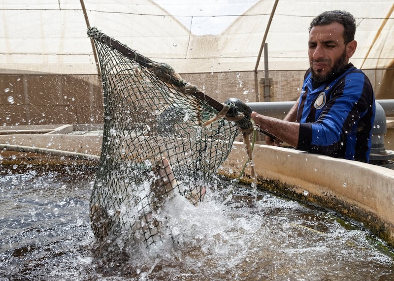 Bustan Aquaponics employee Syed Hamid at a Nile tilapia farming pond in Cairo