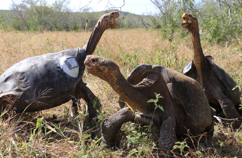 In this photo released by Galapagos National Park, giant tortoises stand moments after release to their original habitat on Isla Espanola, Galapagos National Park, Ecuador.  AP