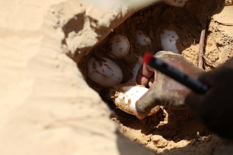 A crocodile nest at the park 