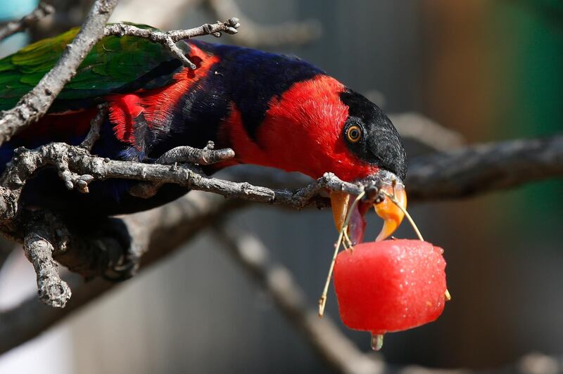 A Lorikeet reaches for a frozen treat on a hot day at the Oklahoma City Zoo in Oklahoma City. AP Photo