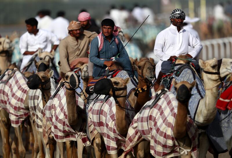 Handlers walk their camels in the early morning in Dubai.  Getty Images