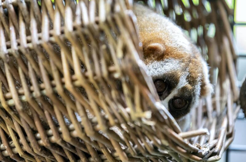 Dubai, United Arab Emirates - Reporter: N/A. News. Environment. Hope is the name of the new mother. This is the first recorded birth of a Slow Loris in a zoological facility in the UAE. On average, less than 10 born at zoological facilities world-wide every year. Father and mother were rescued after being victims of the illegal wildlife trade. Thursday, July 9th, 2020. The Green Planet, Dubai. Chris Whiteoak / The National