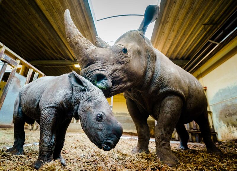 A newborn white rhino and his mother in safari park Beekse Bergen in Hilvarenbeek, Netherlands.  EPA
