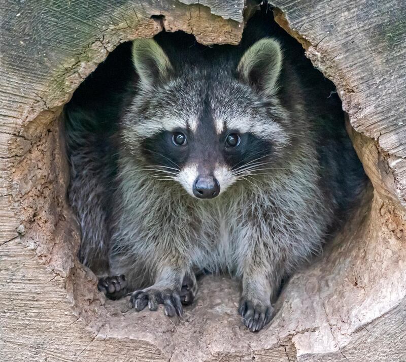 A raccoon looks out of a hole of a tree branch, in its enclosure at the animal park in Worms, Germany.  EPA