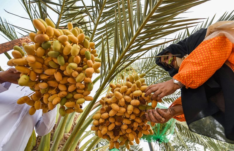 An Emirati woman picks dates from a palm tree during the annual Liwa Date Festival in the western region of Liwa, south of Abu Dhabi on July 18, 2019.  The Liwa Date Festival aims to preserve Emirati heritage, specifically palm trees and half-ripe dates, knows as "ratab", which are deep-rooted in the Gulf country's traditions. / AFP / Karim SAHIB
