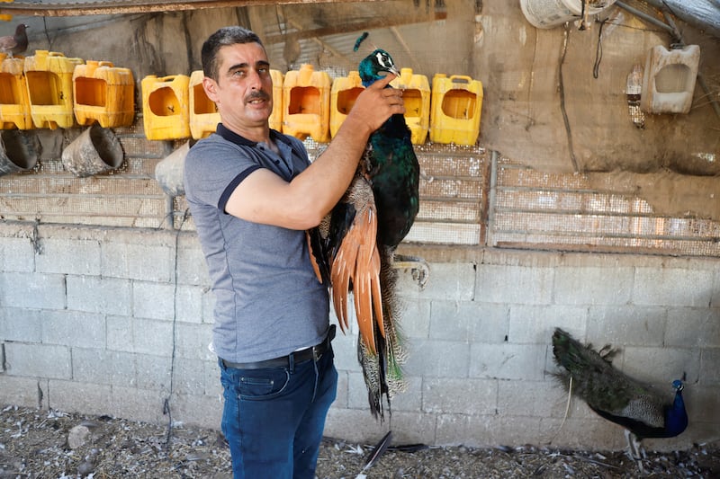 There are very limited numbers of peacocks in the Palestinian territories.