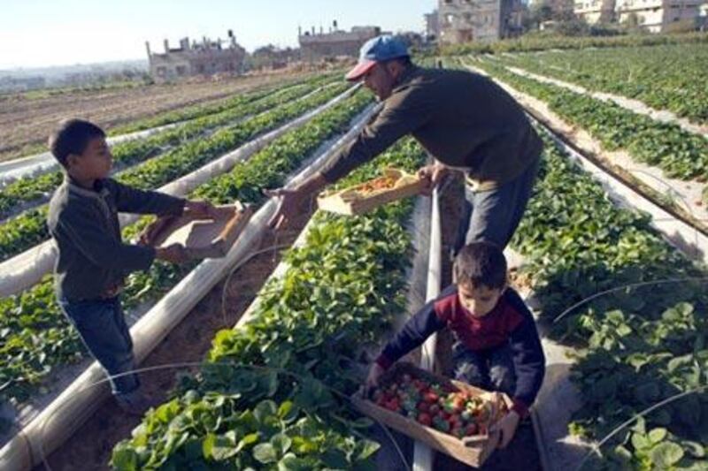 Members of the Abu Halima family harvest strawberries at their farm in Beit Lahiya.