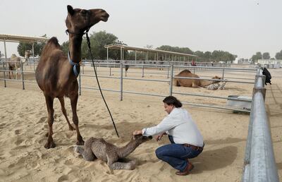 DUBAI, UNITED ARAB EMIRATES , Jan 26  – 2020 :- Dr Peter Nagy , Head of Department , Emirates Industry for Camel Milk & Products at the Camelicious Farm in Umm Nahad 3 area in Dubai. ( Pawan  Singh / The National ) For POAN. Story by Kelly