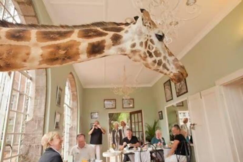 Breakfast is easy to ignore when there is a live giraffe poking his head in the window looking for treats. Courtesy of The Safari Collection
