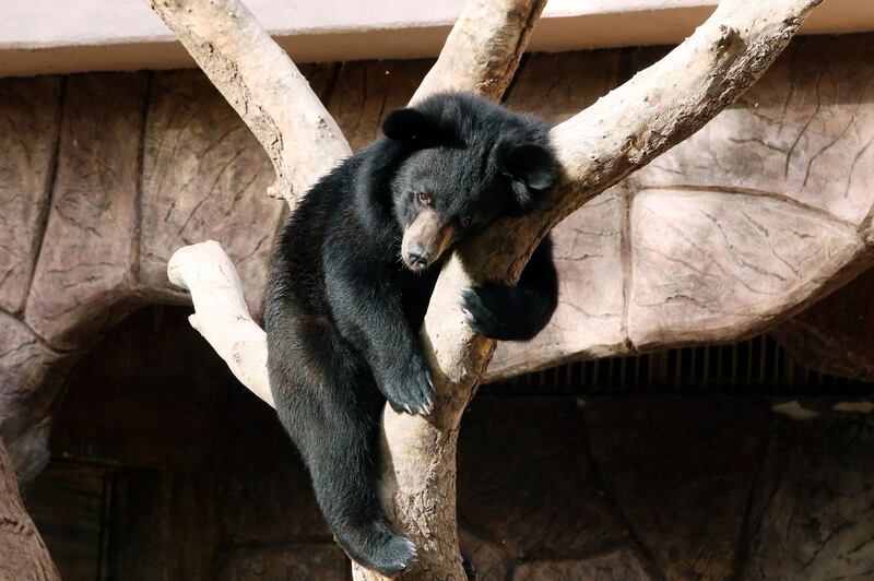 An Asiatic black bear relaxes on a branch. AFP