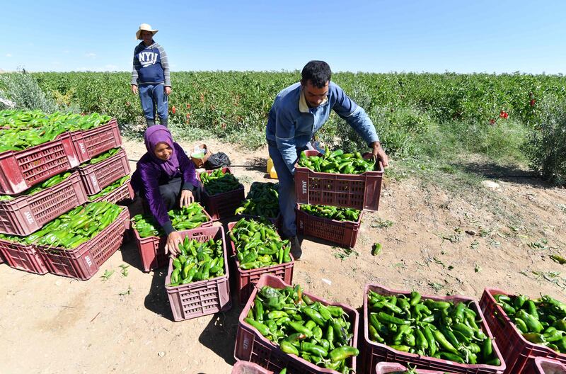 Chayeb, the chief farmer, said the Makthar model had helped his family and given his children better school meals and activities ranging from business skills and foreign languages to robotics and drama. 'Before, I was a seasonal worker on five or six-month contracts, always somewhere different,' he said. 'Now I work near where I live.'