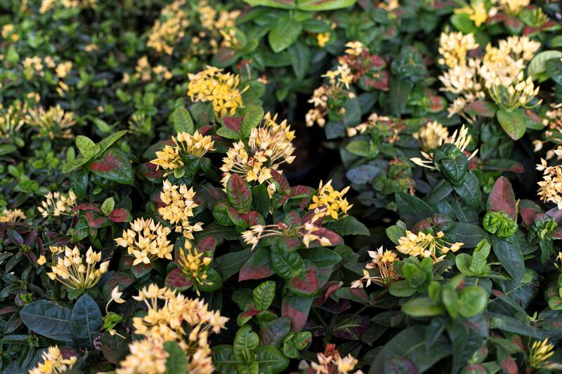 DUBAI, UNITED ARAB EMIRATES - JULY 22 2019.

Yellow Ixora coccinea at the newly opened Dubai Garden Center in Jumeira 1, opposite Town Center.

(Photo by Reem Mohammed/The National)

Reporter: Katy Gillett
Section: WK