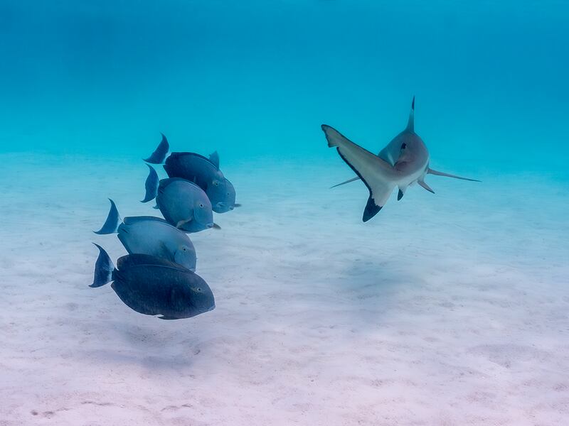 Surgeonfish and blacktip reef shark in French Polynesia. Brandi Ramano / Comedywildlife
