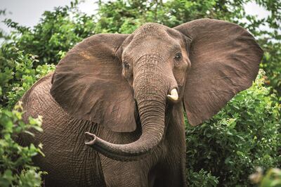 The lodge offers game drives, walking safaris and boat trips with top-class guides. Courtesy Andrew Howard Photo