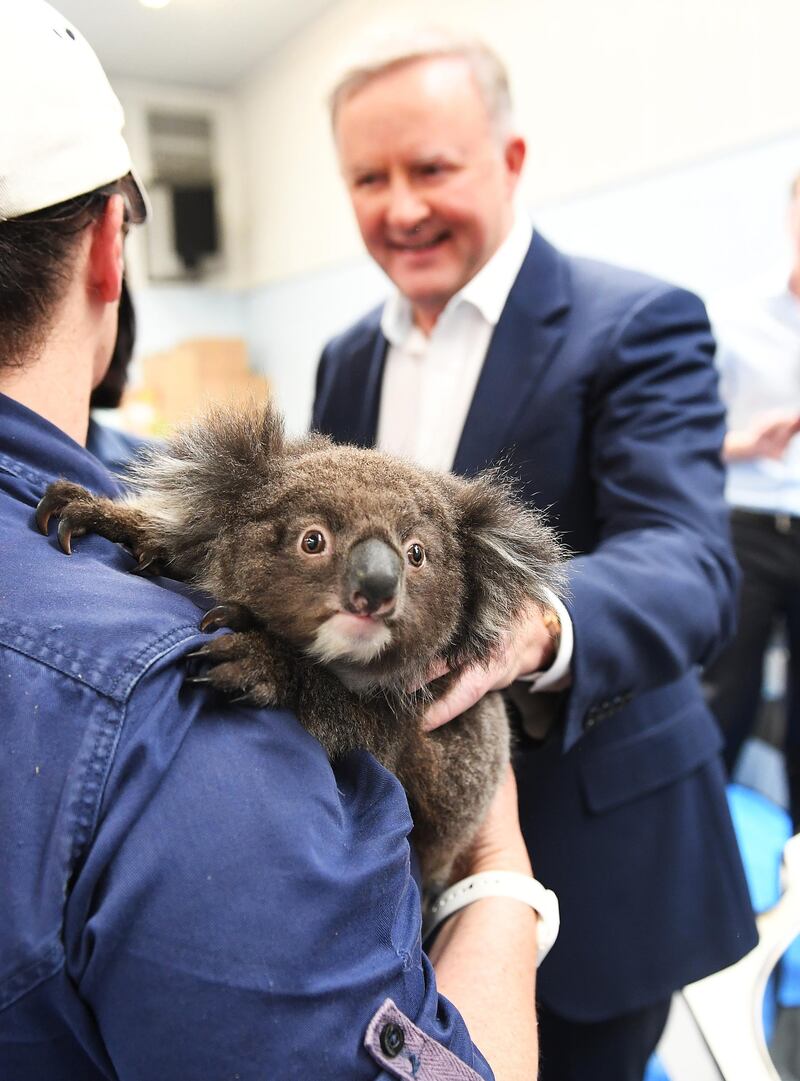 Rescued orphaned baby koala Jack clings to Jane Barister the director of  Adelaide Koala Rescue as Labour Leader Anthony Albanese moves in for a hold of him .The Adelaide Koala Rescue which has been set up in the gymnasium at Paradise Primary School in Adelaide in Adelaide, Australia. Getty Images