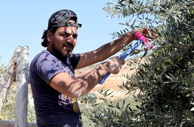 A Syrian refugee harvests olive trees in the city of Jerash in Jordan. AFP