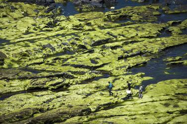 WWF warnts to expand seaweed farming. AFP/file