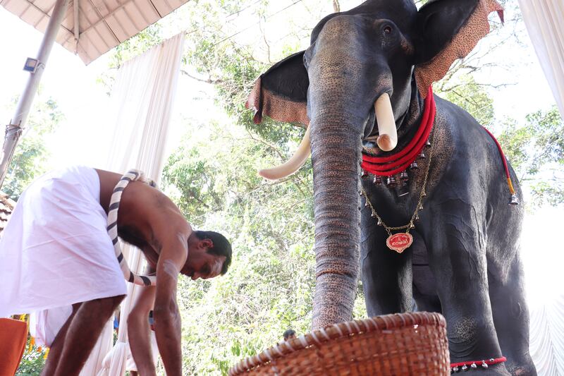 A robotic elephant, Irinjadappilly Raman, is welcomed in a ceremony by the head priest at the Irinjadappilly Sree Krishna Temple near Thrissur in Kerala, India. All photos: Peta