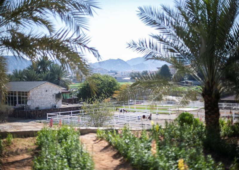 FUJAIRAH, UNITED ARAB EMIRATES.  16 FEBRUARY 2021. 
Mohammed Al Mazroui's UAE Flower Farm in Asimah.
Photo: Reem Mohammed / The National
Reporter: Alexandra Chavez